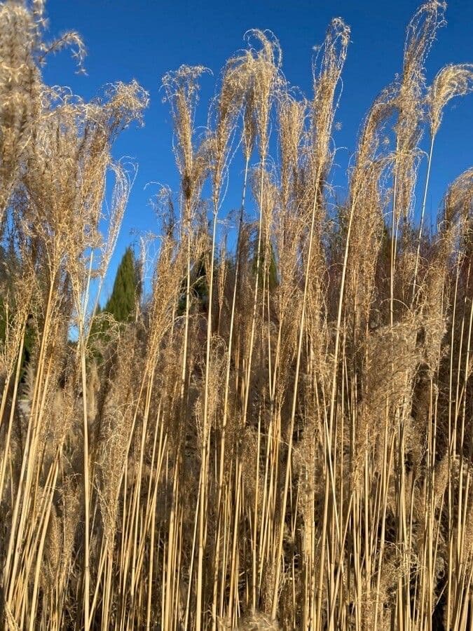 Chinaschilf 19