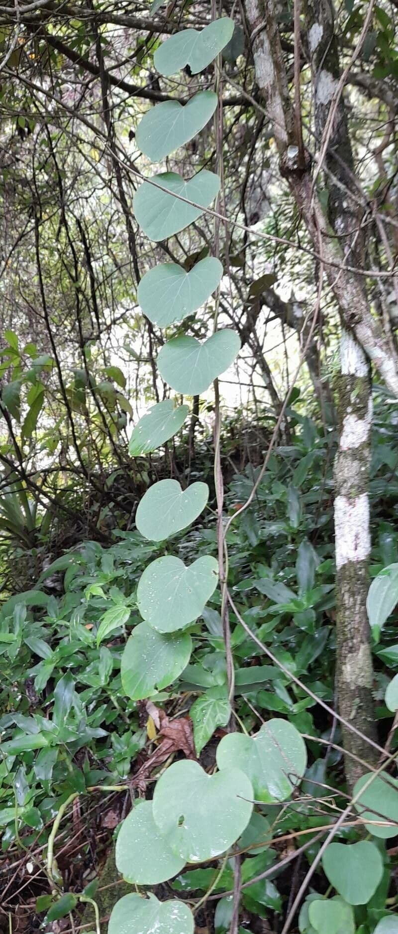 Cissampelos pareira 13