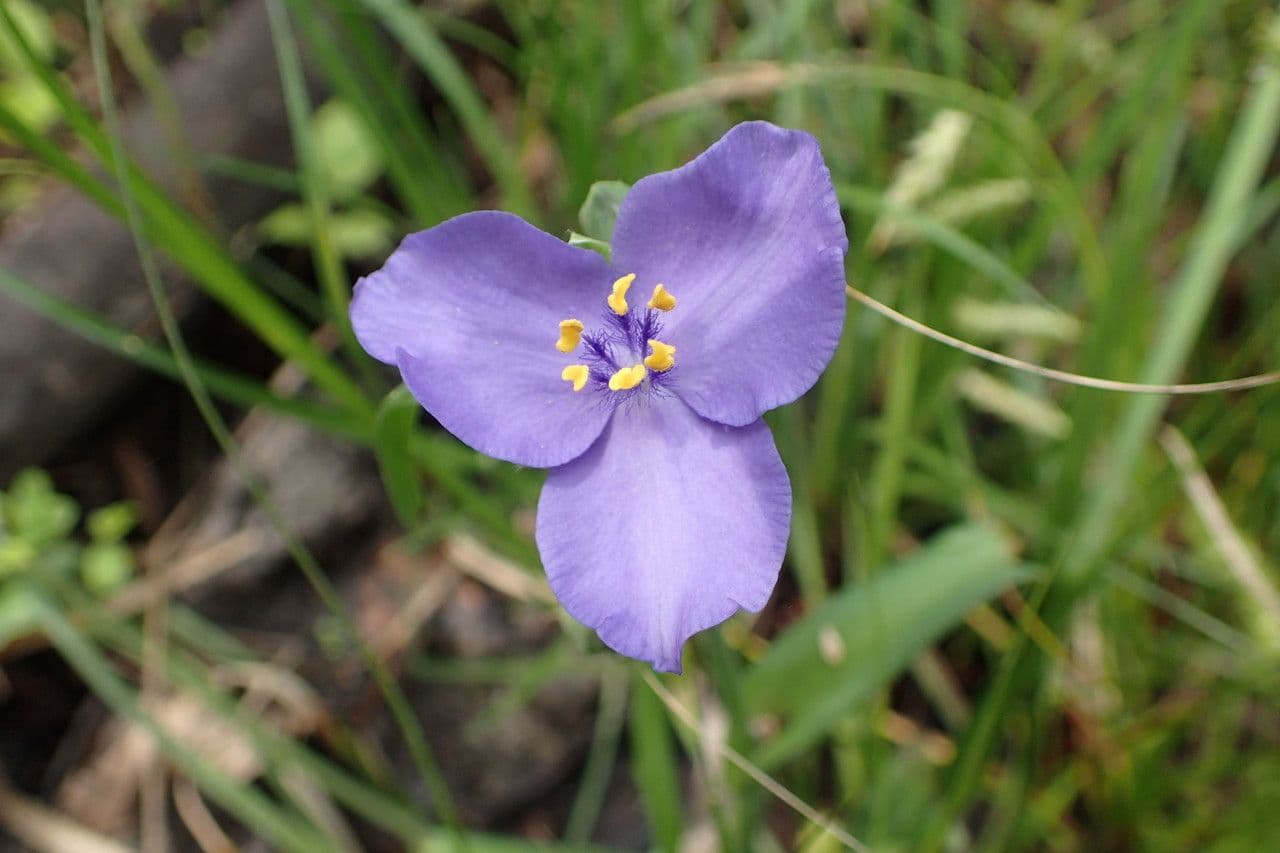Misère d'Ohio 7