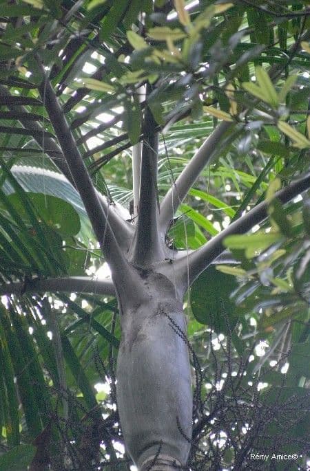 Kentiopsis 9