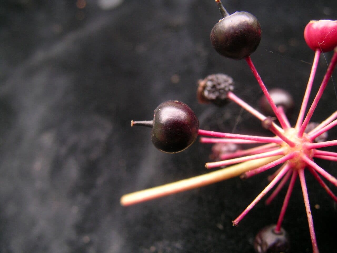 Aralia 2
