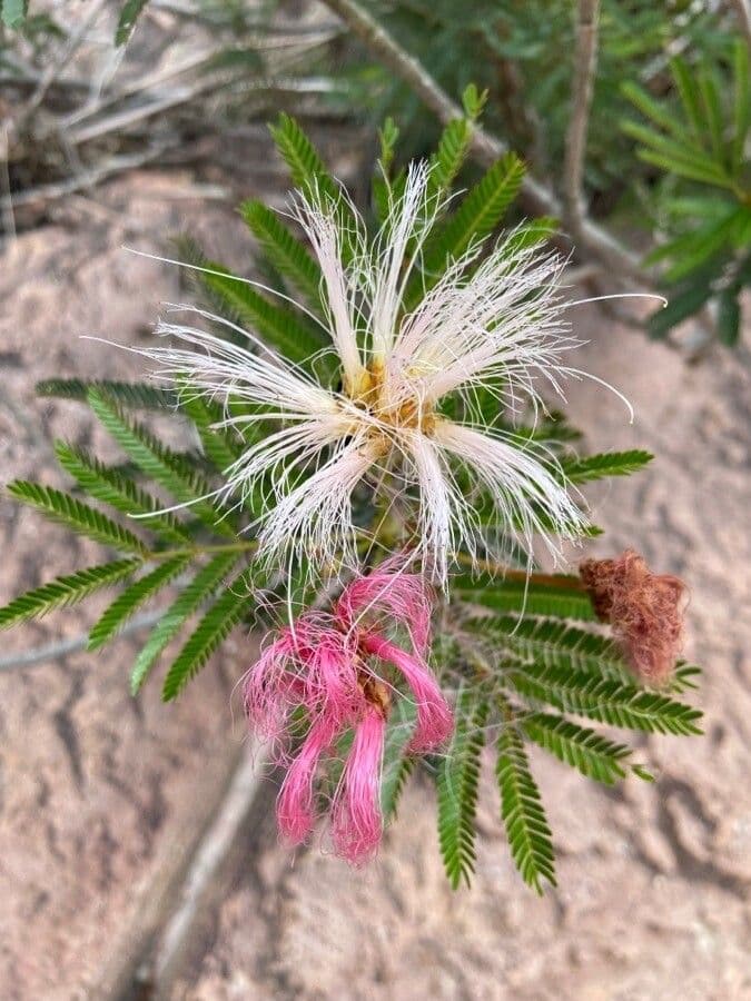 Calliandra