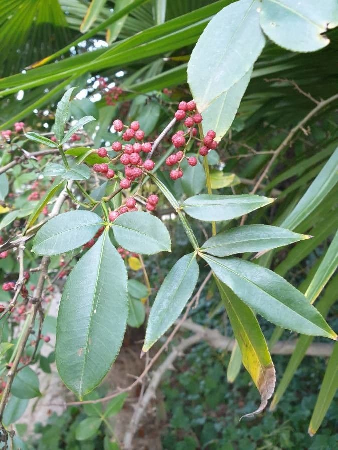 Zanthoxylum 2