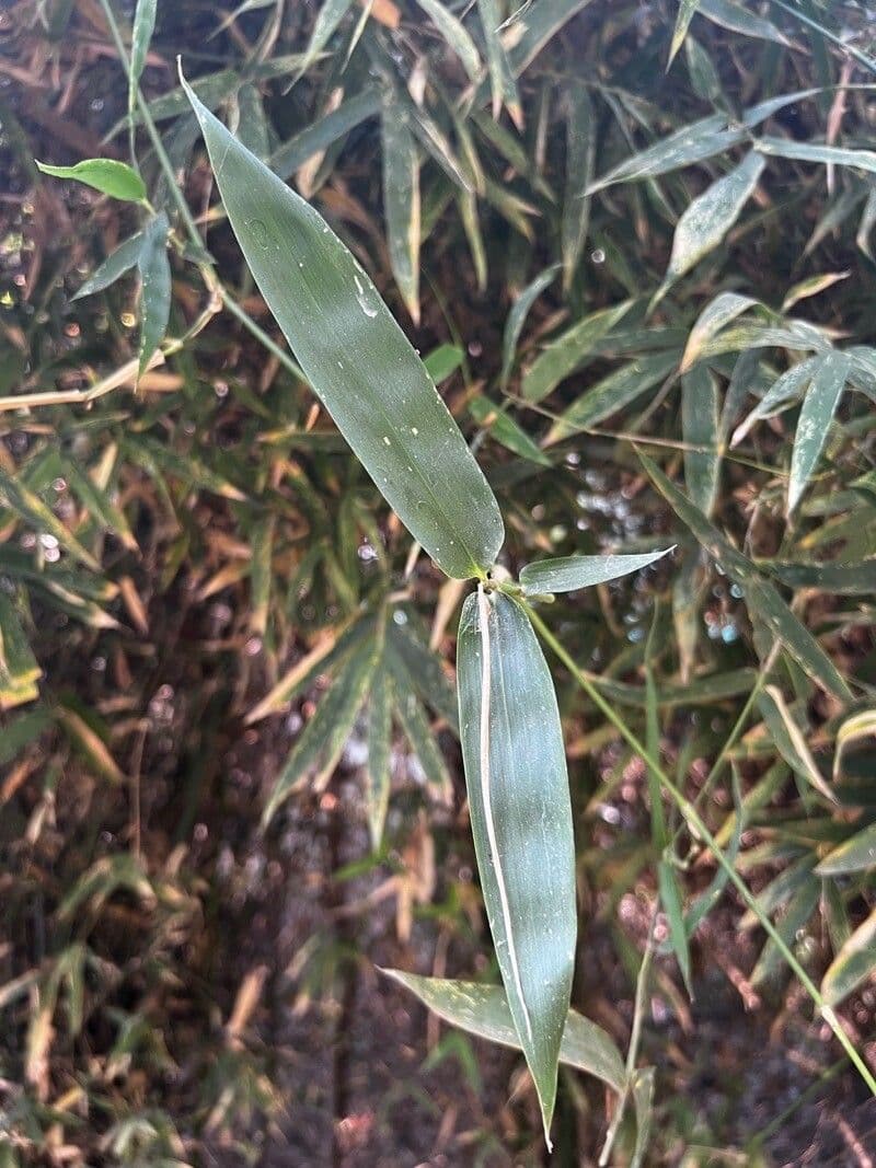 Silberstreifiger Pleioblastus 2