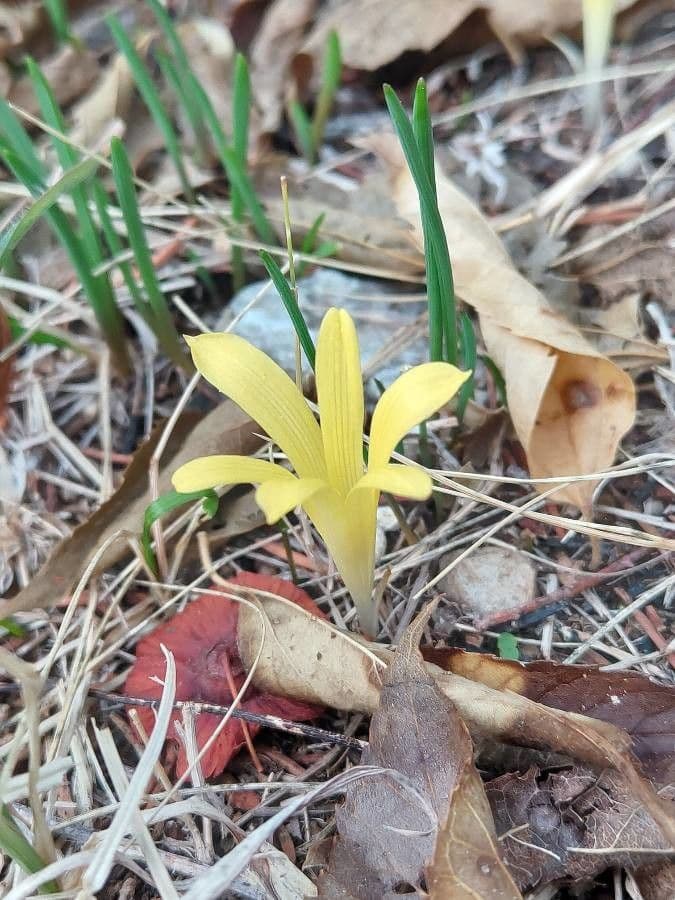 Sternbergia colchiciflora 4