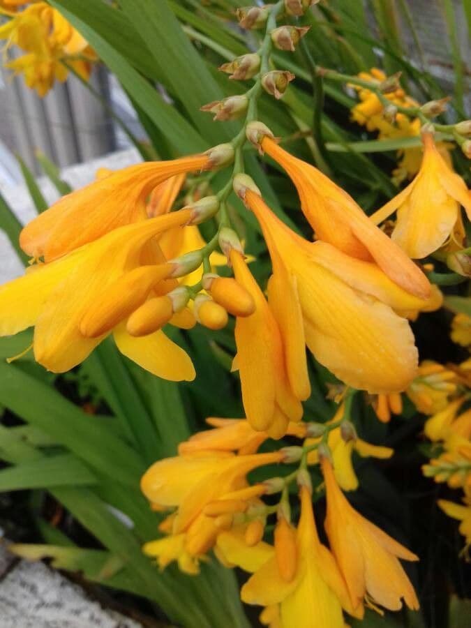 Crocosmia dorata 6