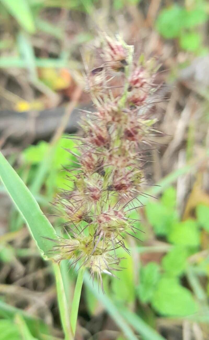 Igel-Hirse 7