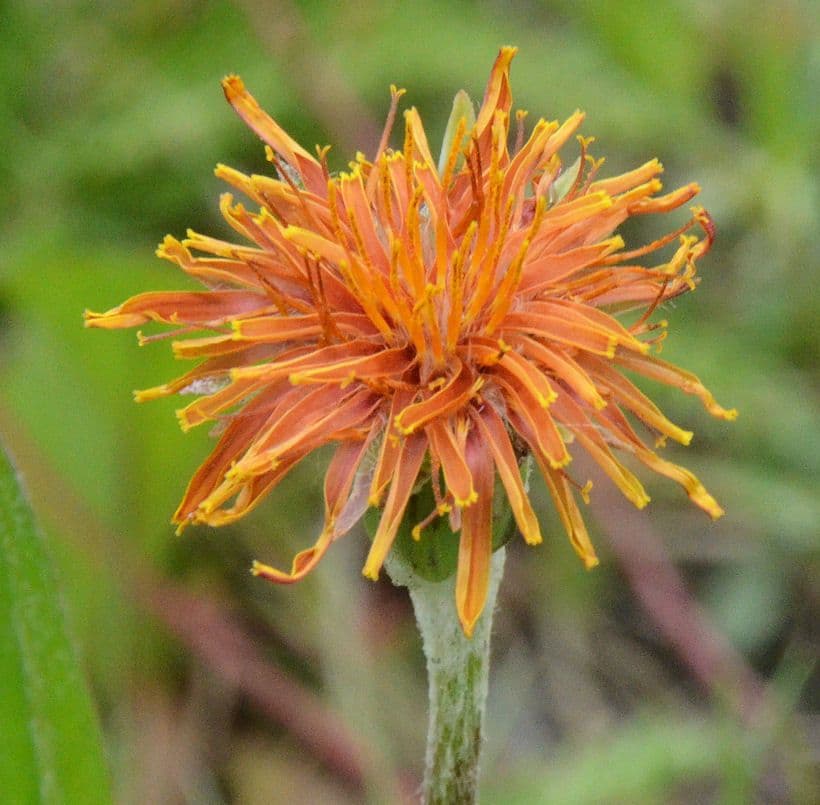 Orangefarbige Schafgarbe 2