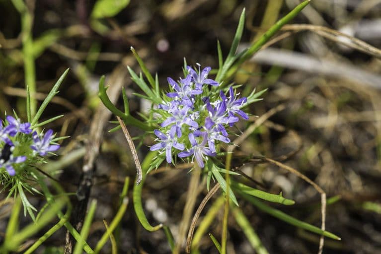 Navarretia 7