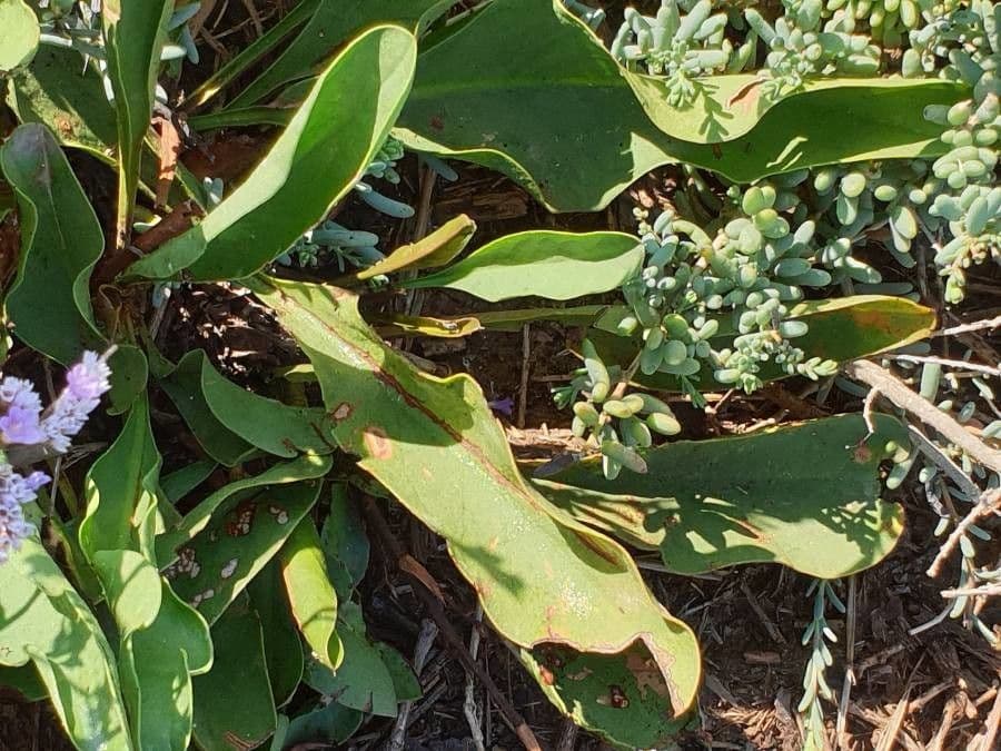 Limonio comune 15