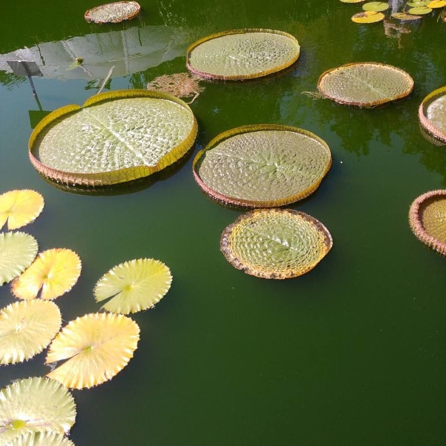 Kreuzblättrige Seerose 12