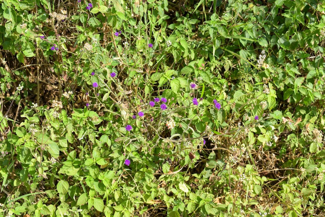 Gutenbergia 6