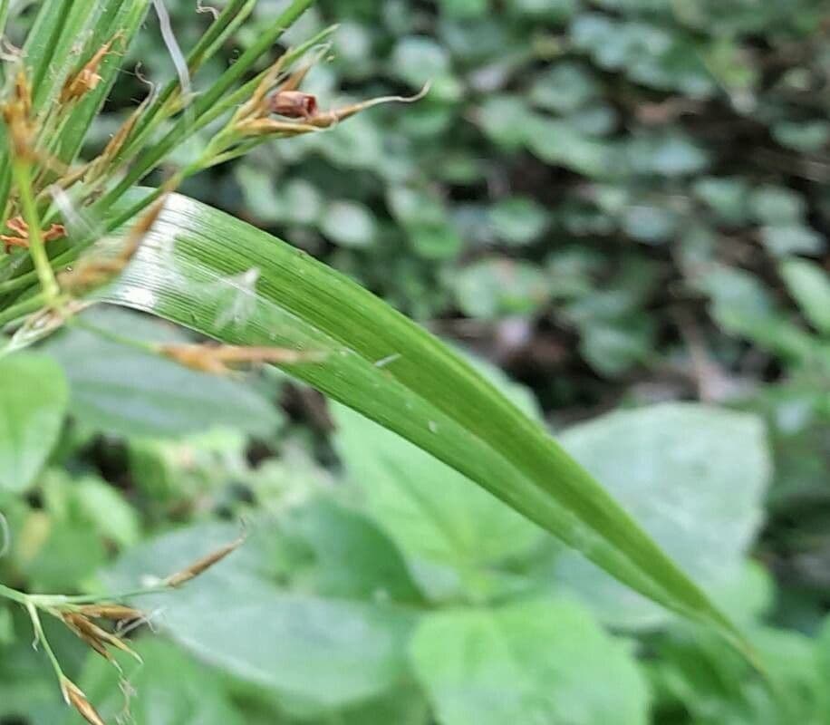 Rhynchospora corymbosa 8