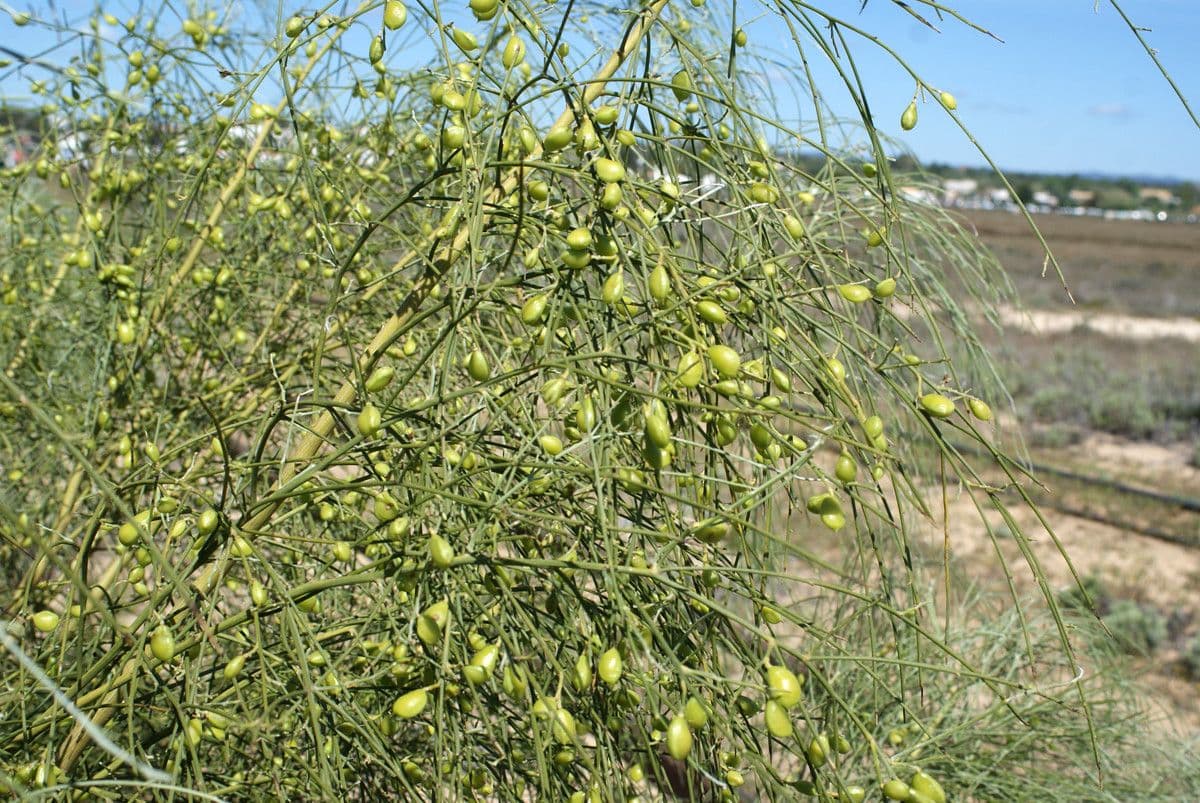 Rhamnus 15