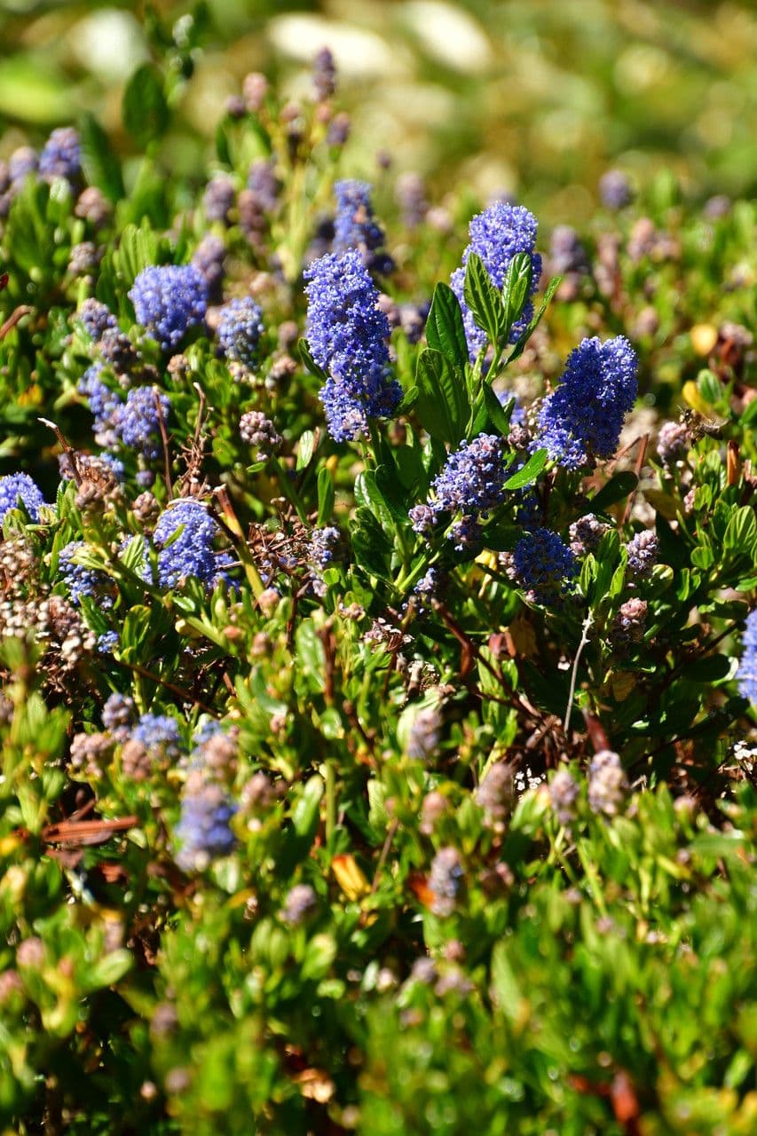 Ceanothus thyrsiflorus 12