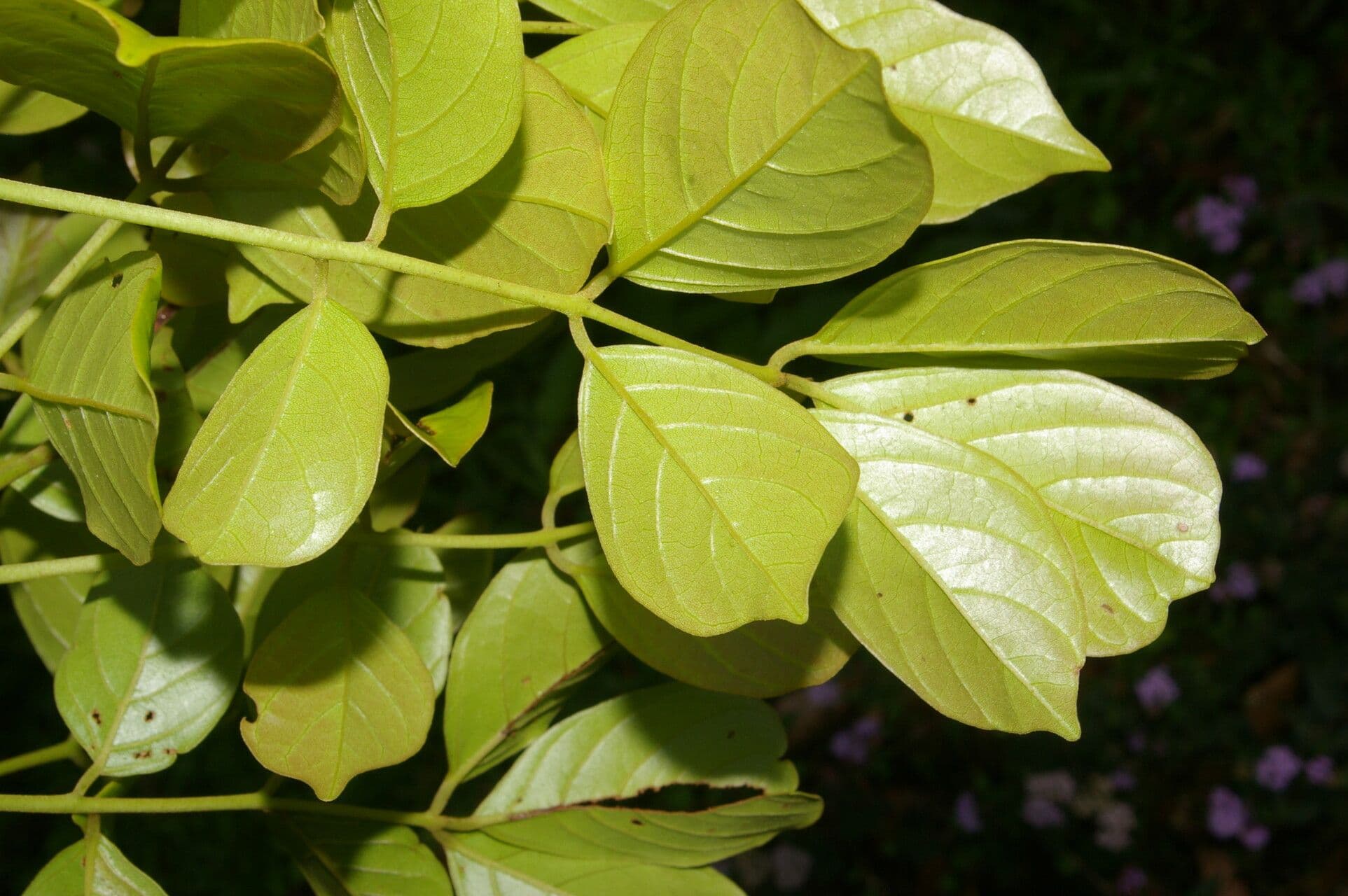 Lonchocarpus 7