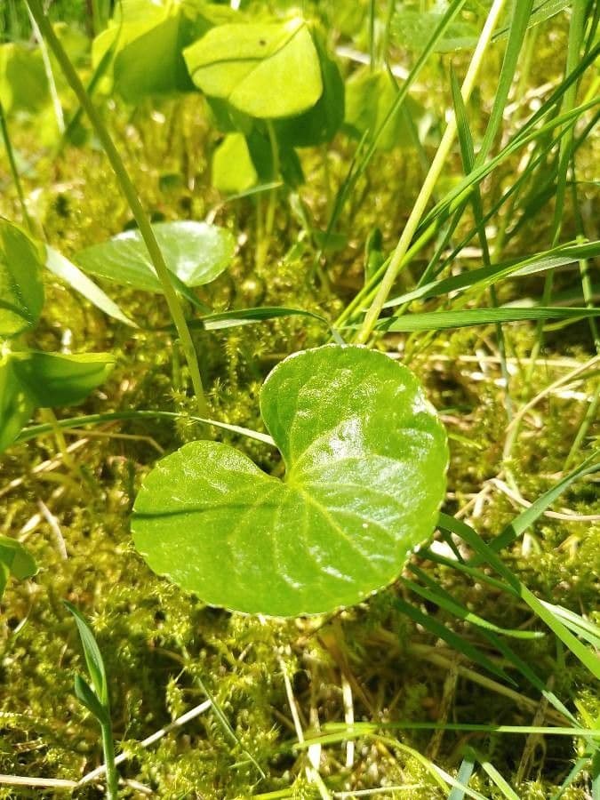 Viola palustre 15