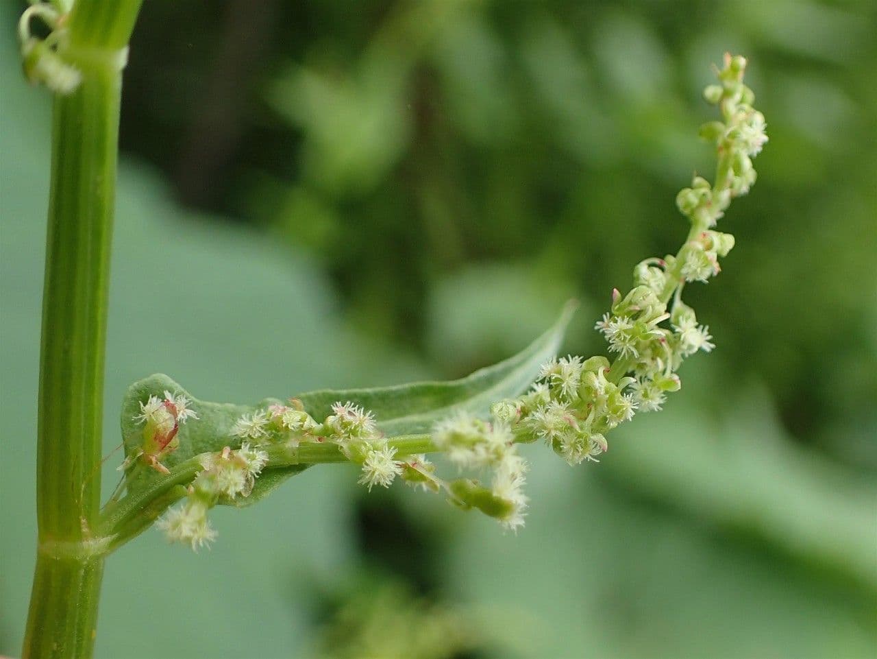 Rumex alpestris 3