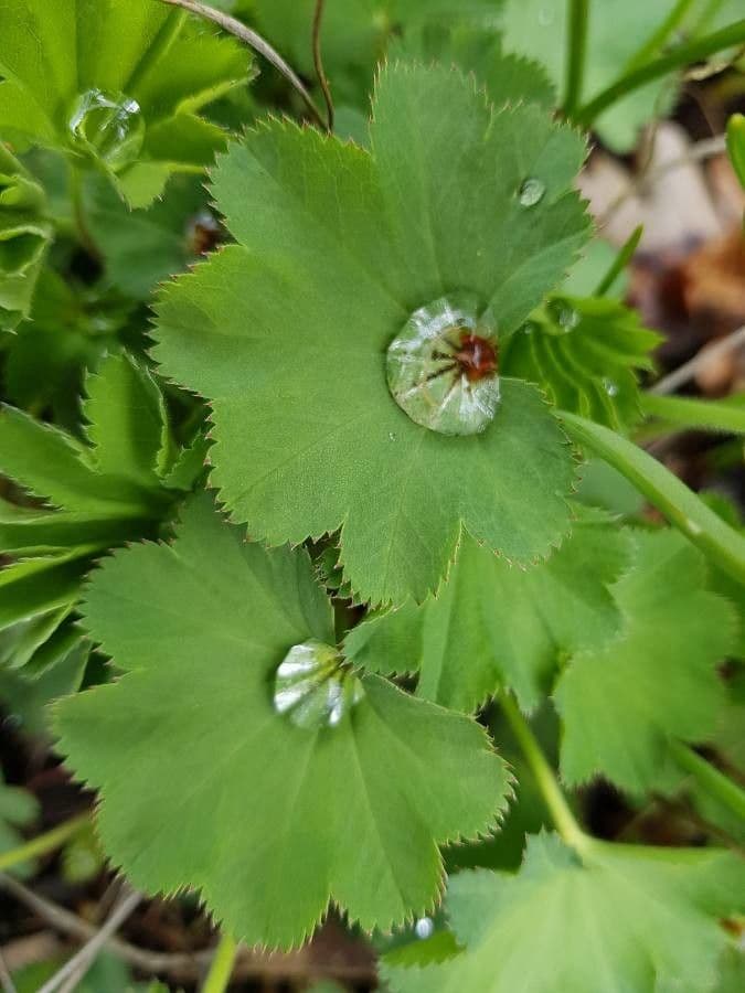 Alchemilla comune 15