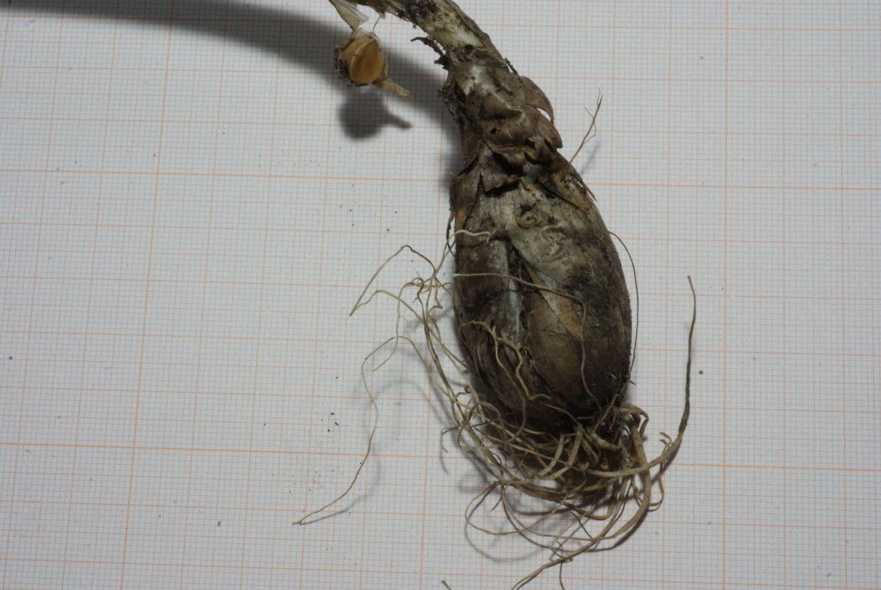 Aglio 8