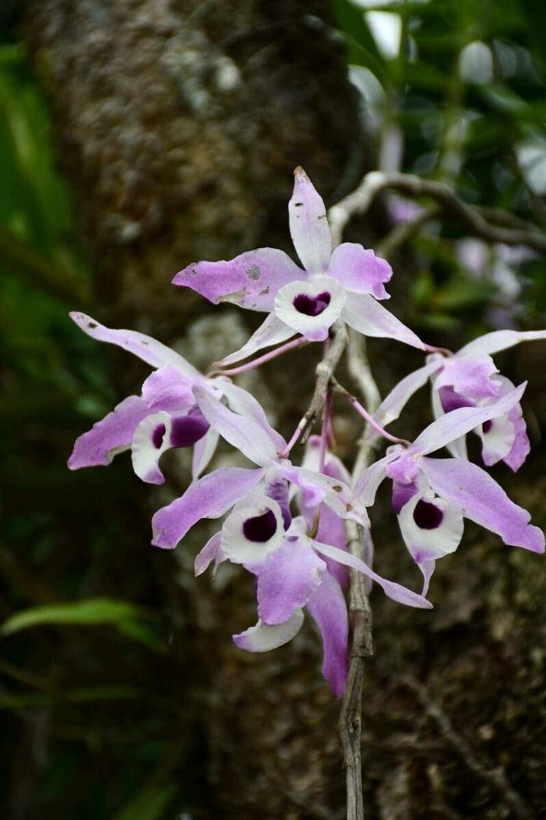Dendrobium 5