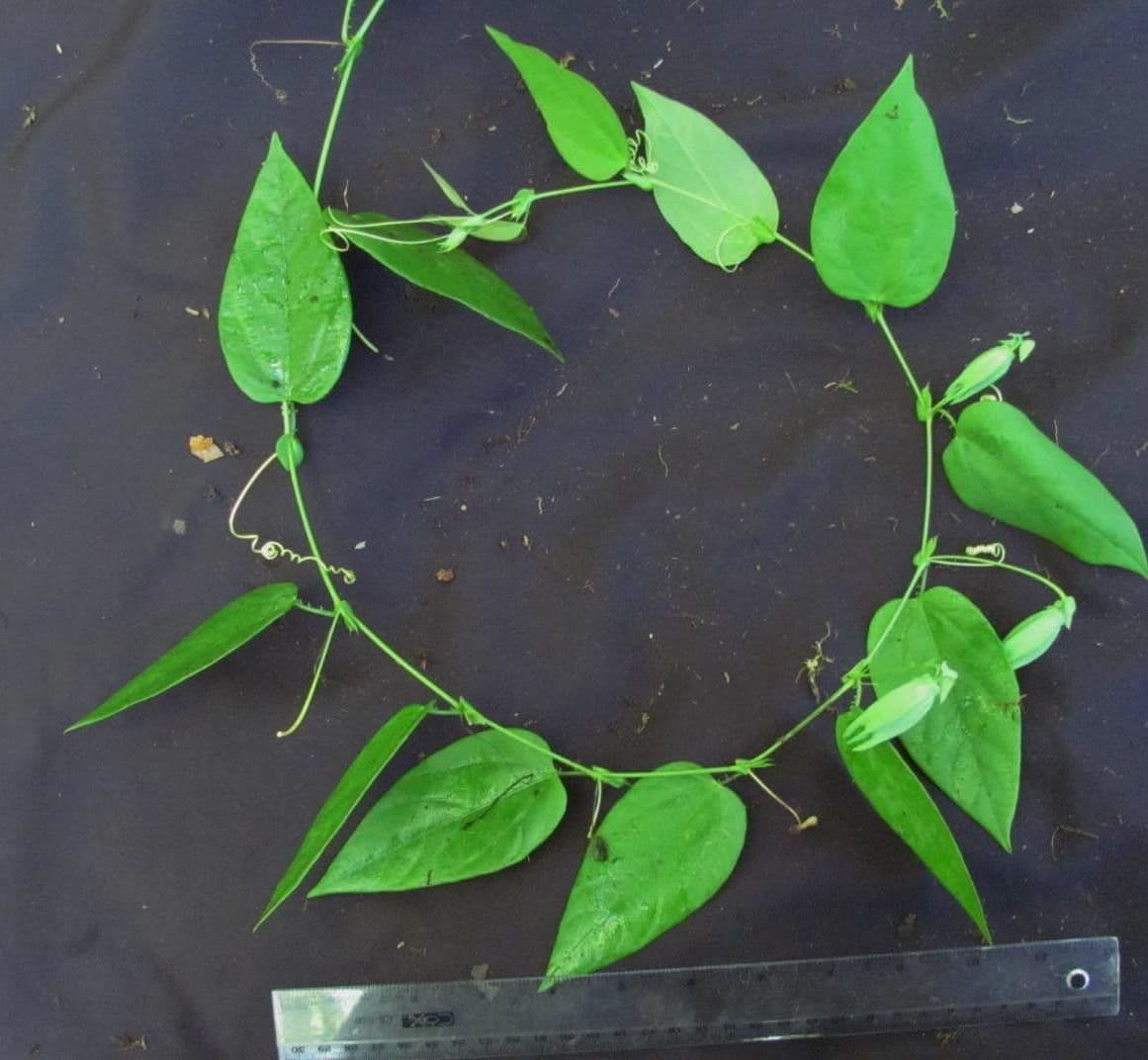 Passiflora 16