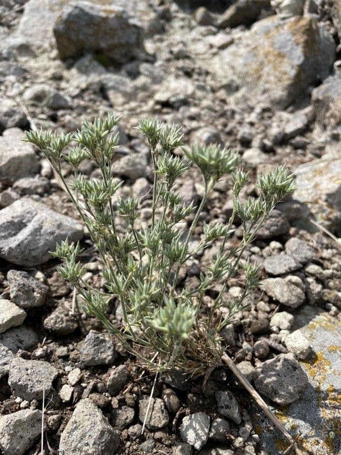 Minuartia glomerata 7