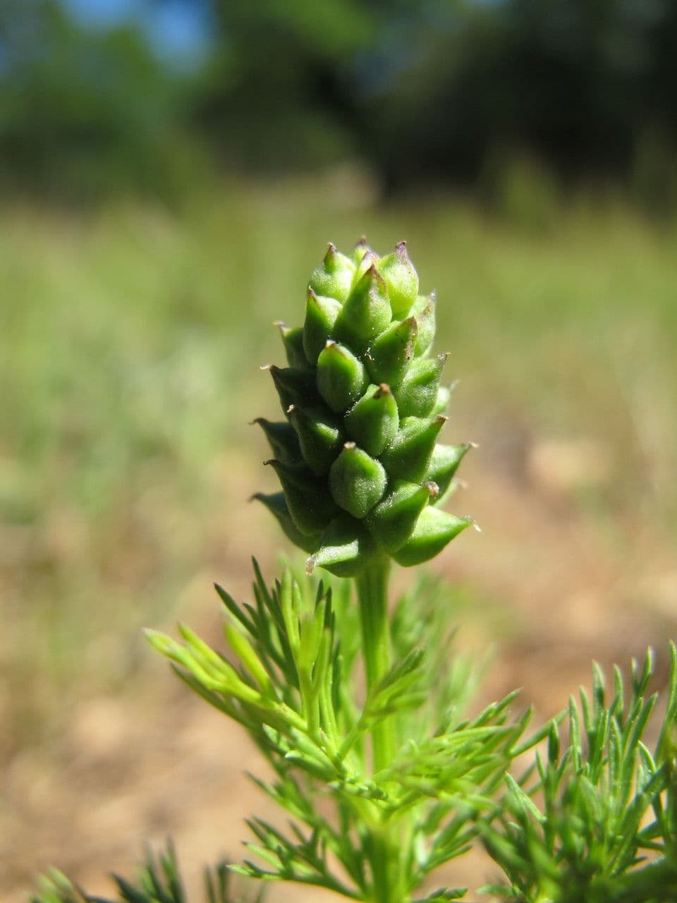 Adonis annuale 3