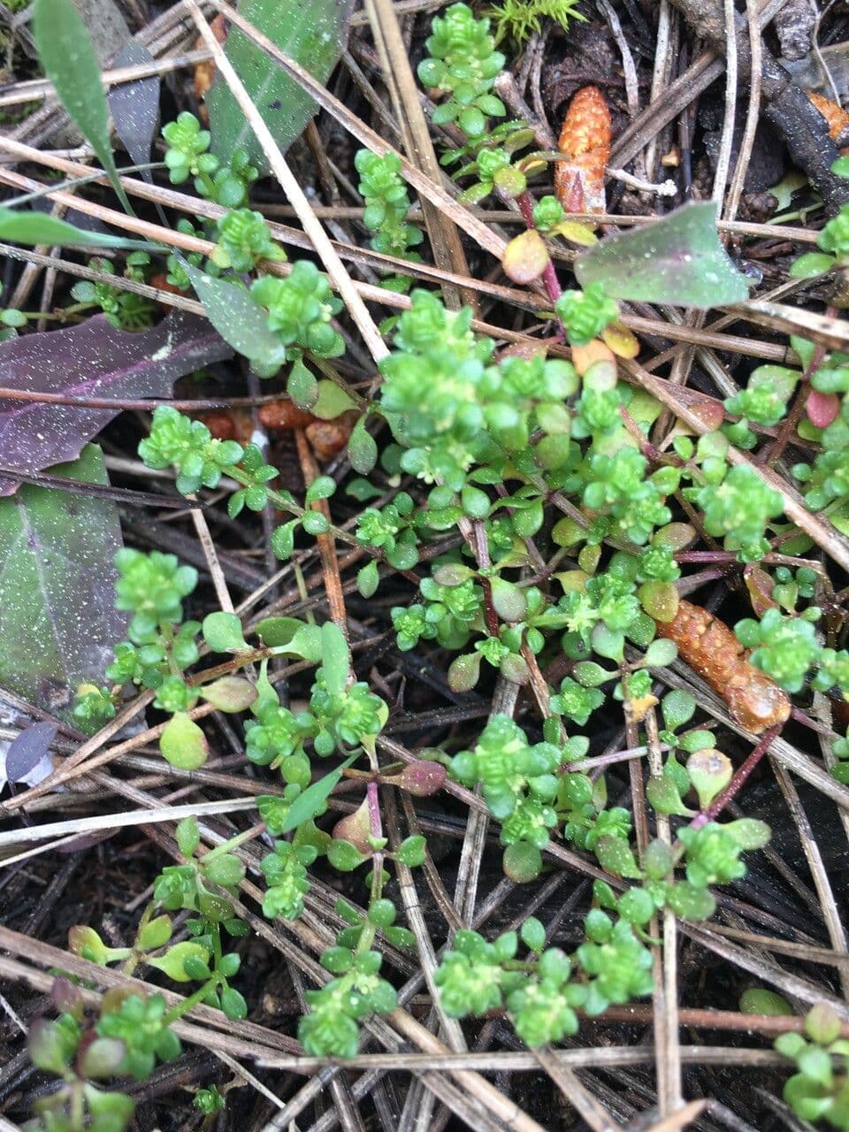Valantia muralis 18