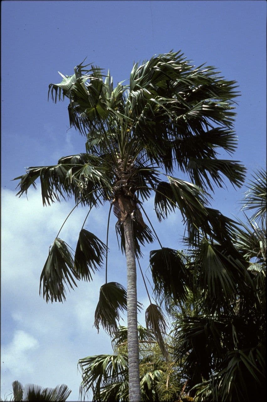 Palma 3