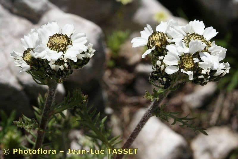 Achillea 4