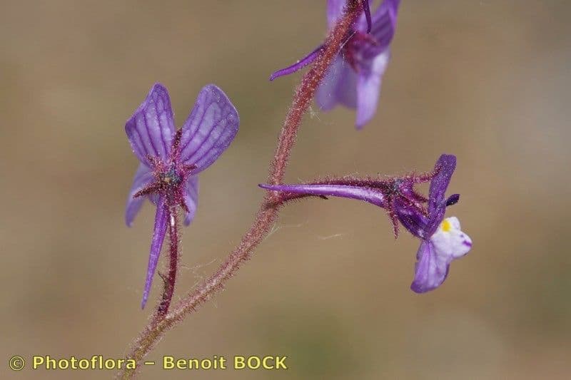 Linaria 3