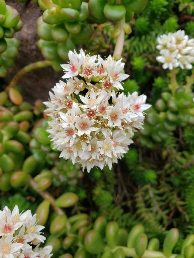 Sedum lucido 4