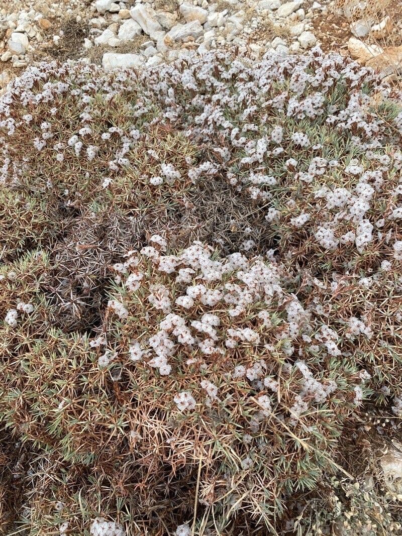 Acantholimon 6