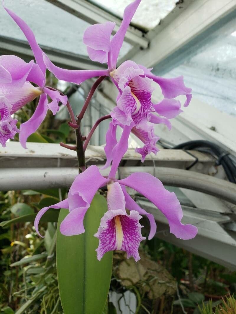 Dowianas Cattleya