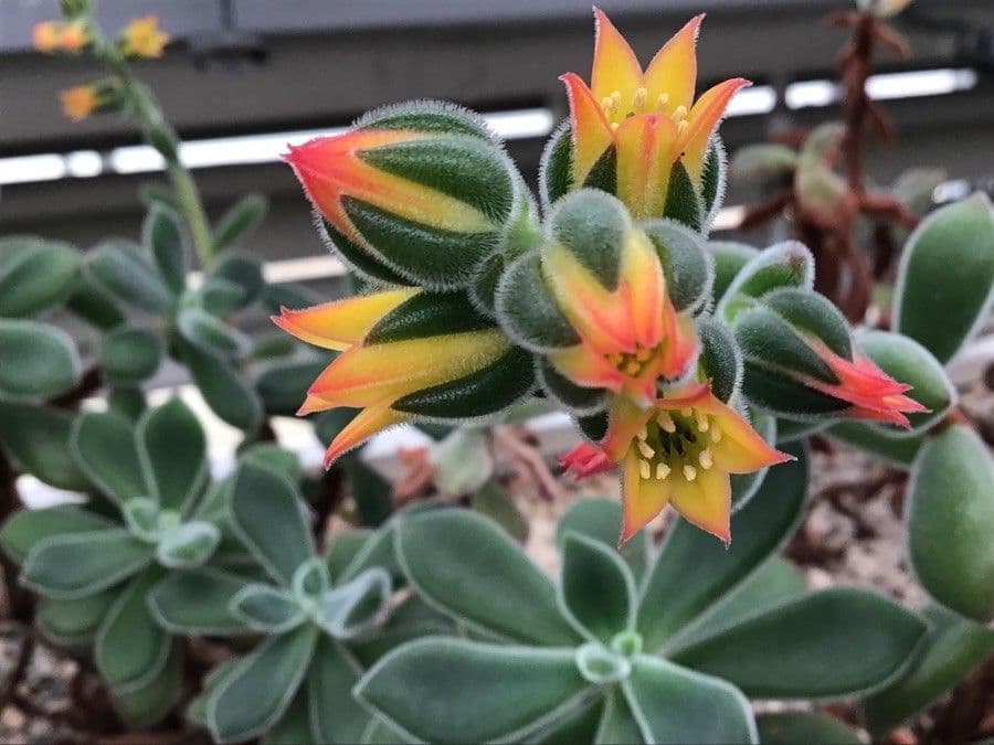 Echeveria 8