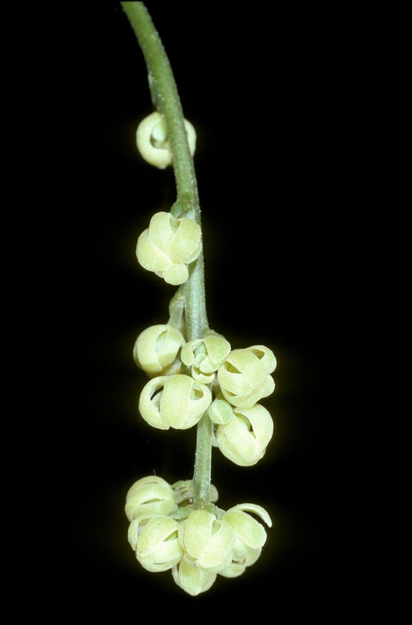 Baccaurea 5