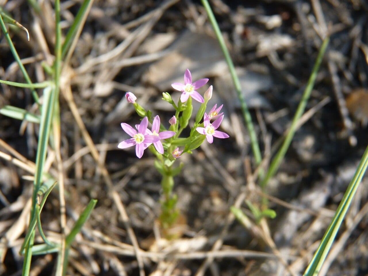 Centaurella tenuiflora 23
