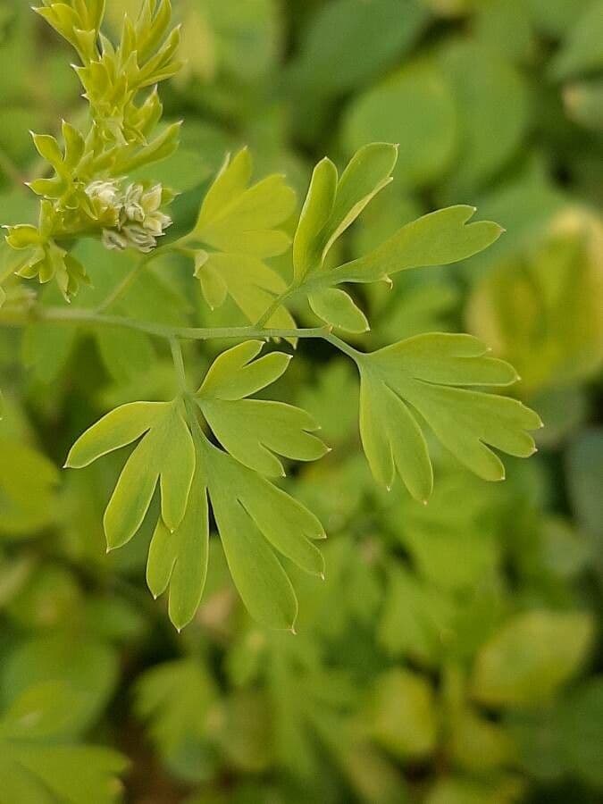 Fumaria bianca 20