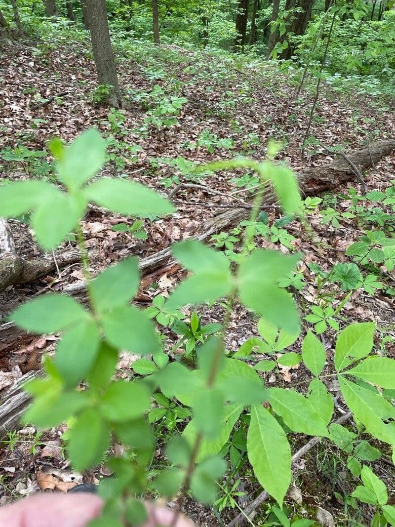 Wald-Kriech 8