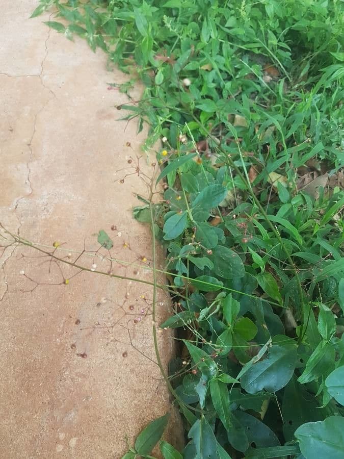Talinum paniculatum 2