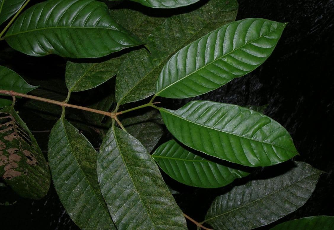 Marila 3