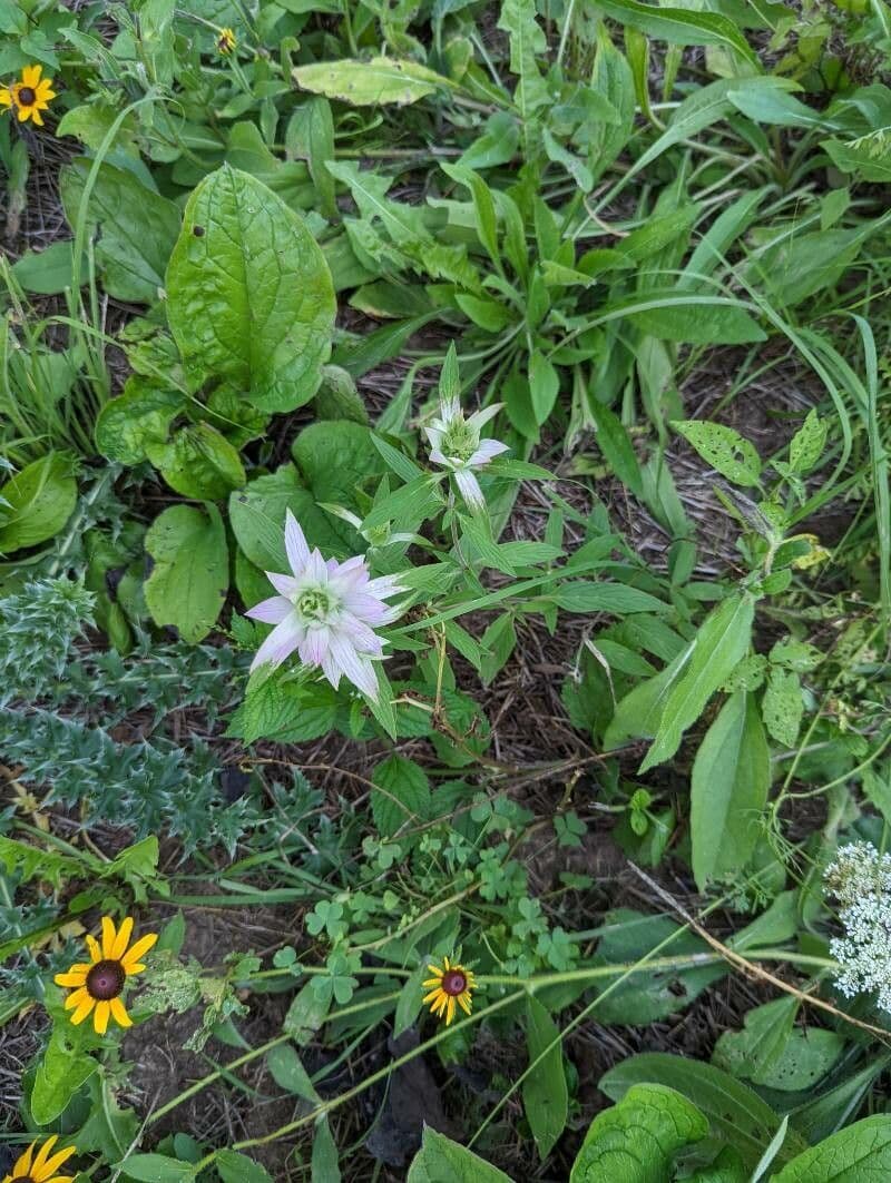 Gefleckte Monarde 2