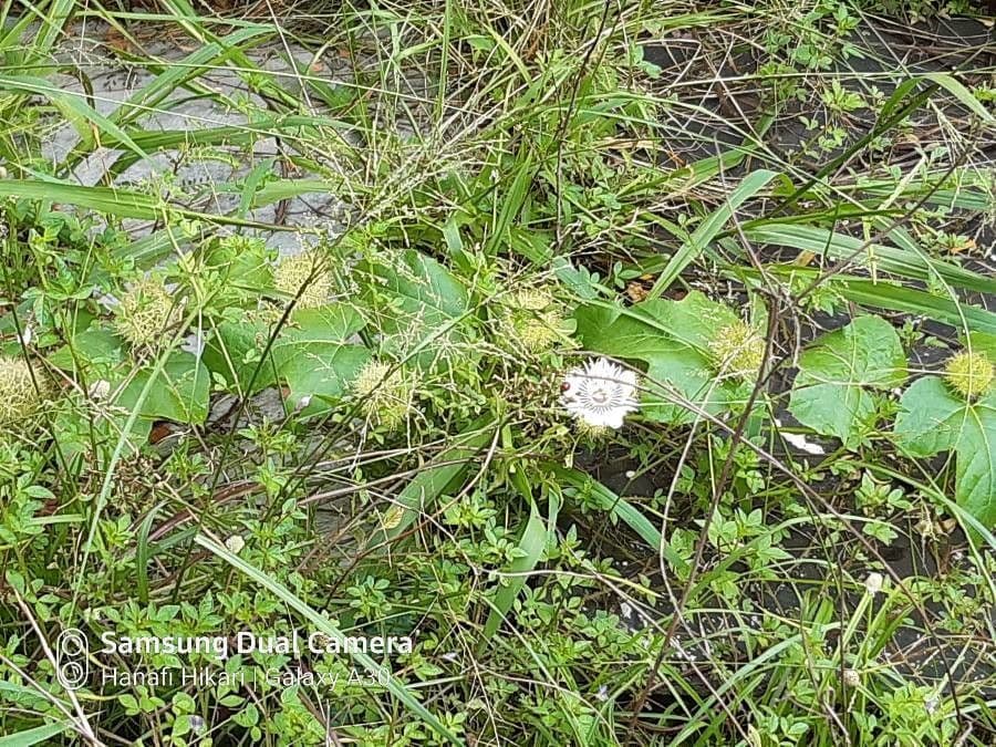 Passiflora fetida 13