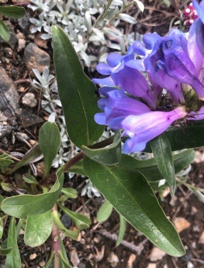 Penstemon 15