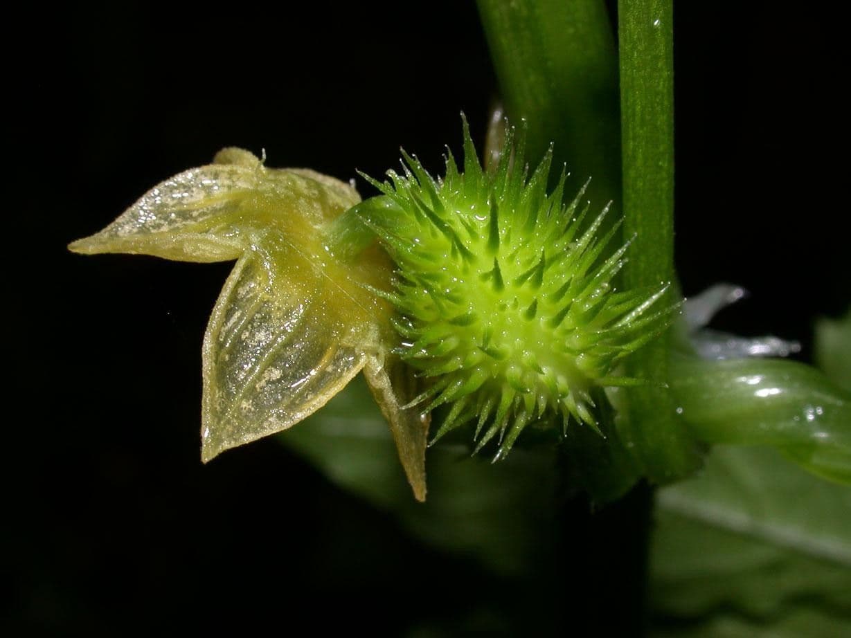 Cyclanthera