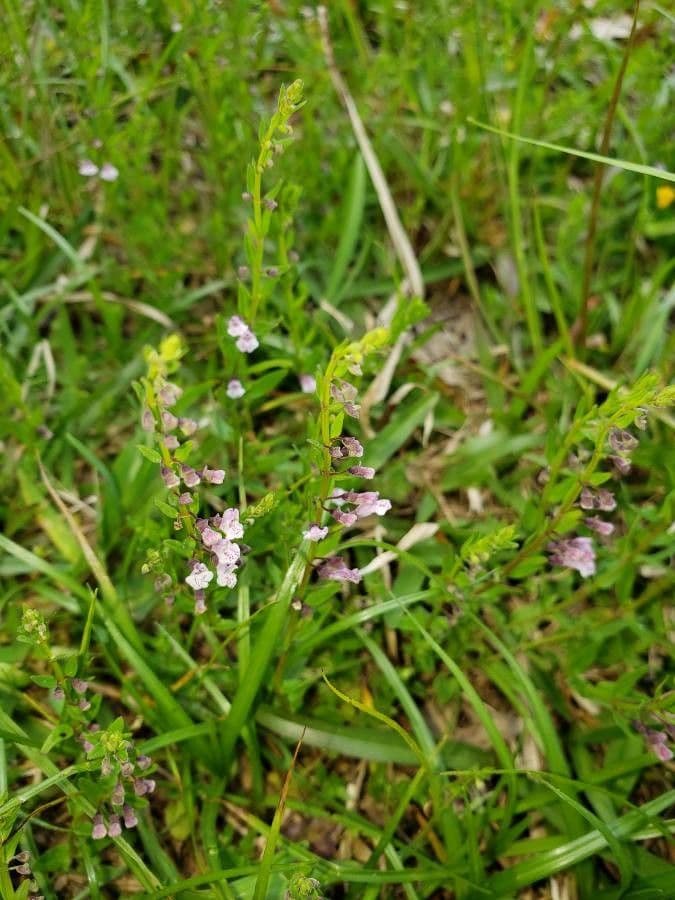 Scutellaria minore 3