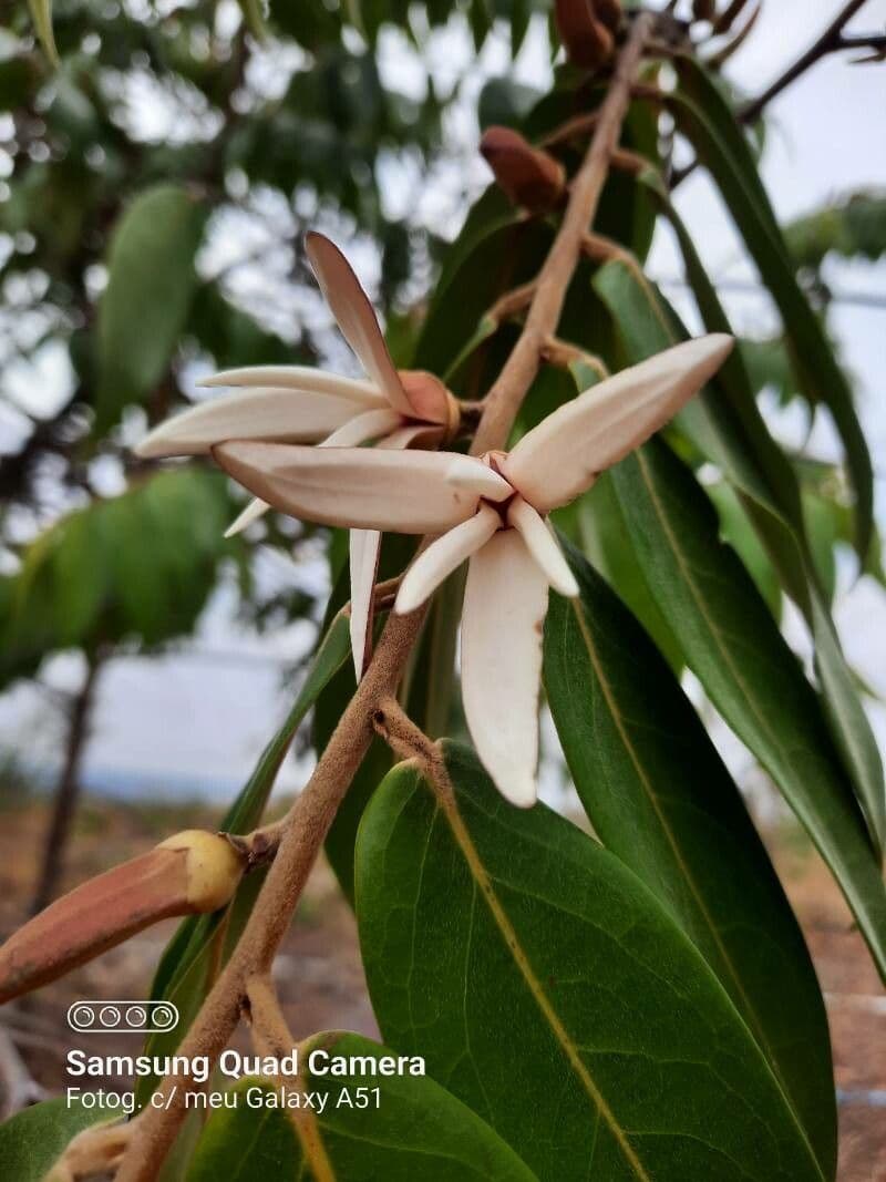 Monkey pepper 10