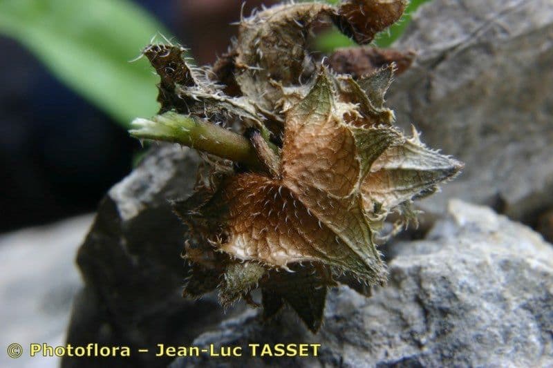 Lappola aspera