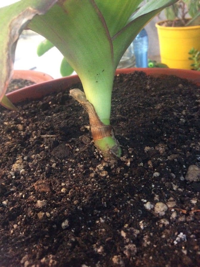 Callisia 17